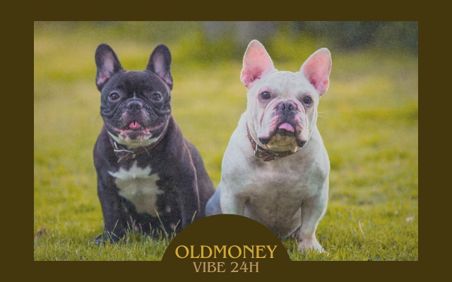 Old Money Dog Breeds bulldog