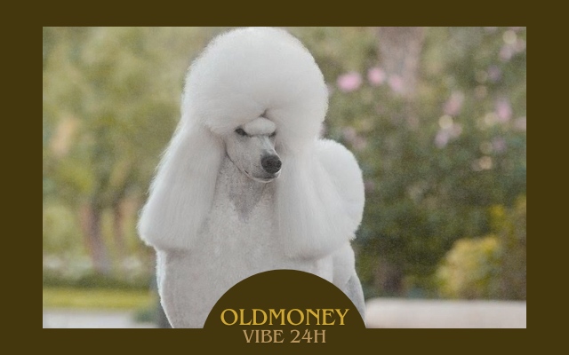 Old Money Dog Breeds poodle