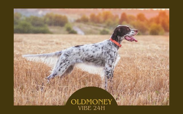 English Setter